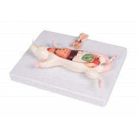 Modèle de dissection du rat