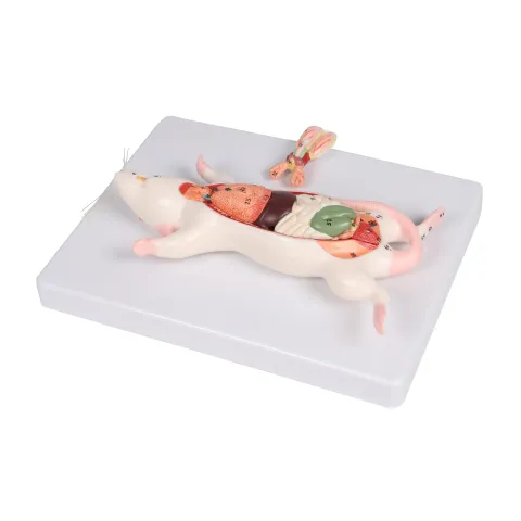 Modèle de dissection du rat