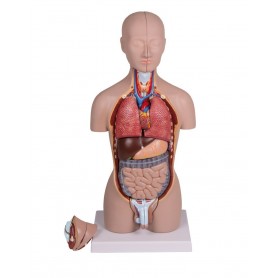 Torse miniature, 16 parties, à double sexe  