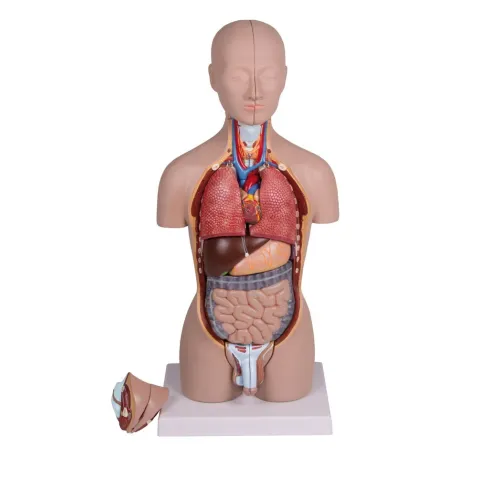 Torse miniature, 16 parties, à double sexe  