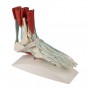 Squelette du pied avec ligaments