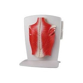Modèle de muscle en 4 parties