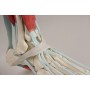 Squelette du pied avec ligaments