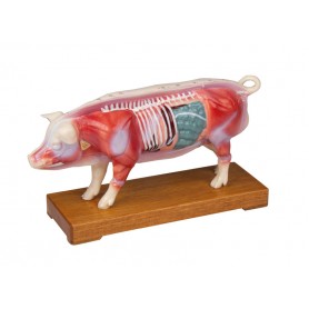 Modèle d´acupuncture