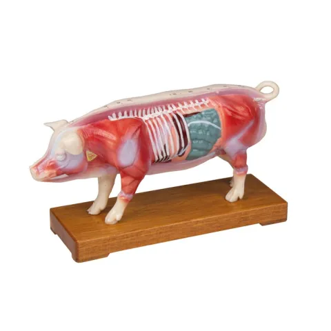 Modèle d´acupuncture