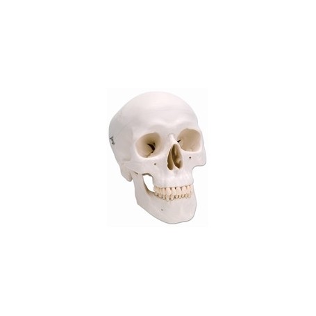 Crâne classique, en 3 parties A20 en resine a 64 euros 