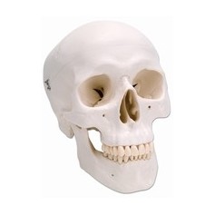 Crâne classique, en 3 parties 3B Scientific