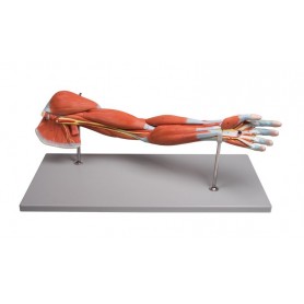 Muscles du bras, 7 parties