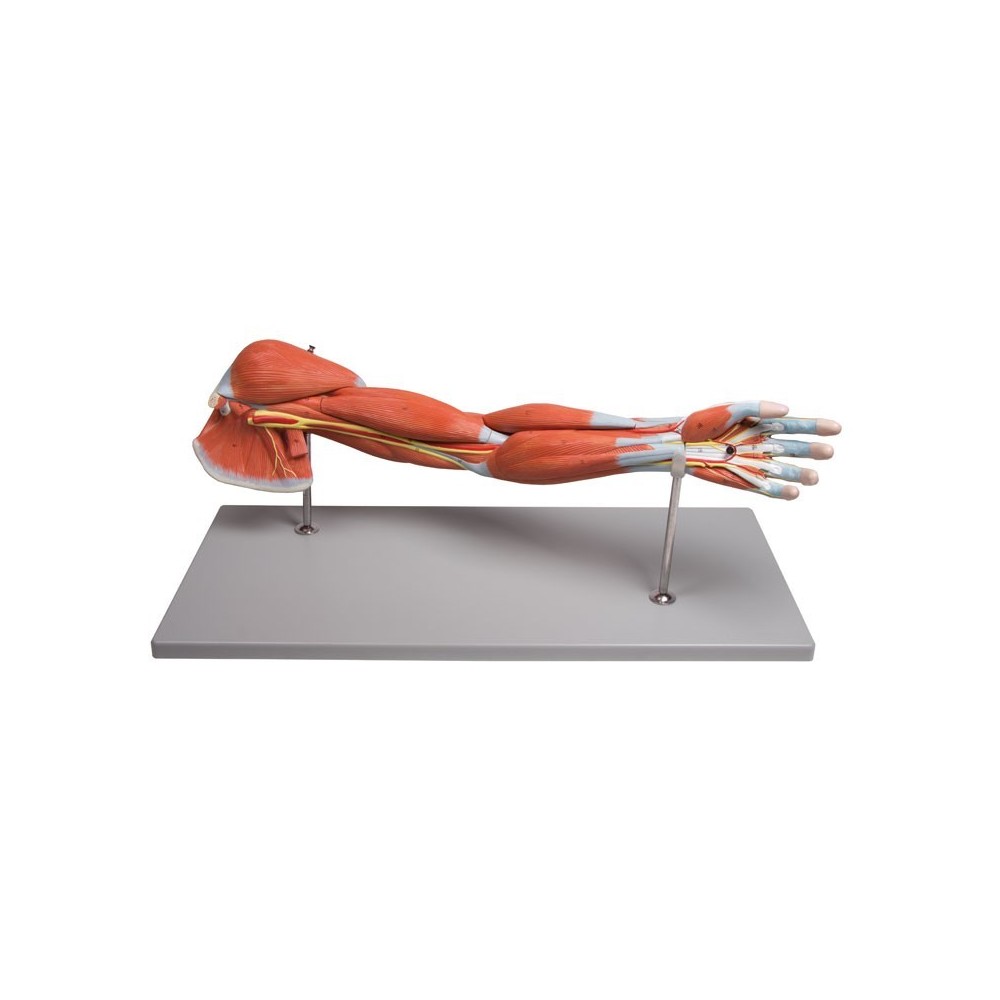 la musculature