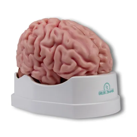 Modèle anatomique de cerveau, grandeur nature, 5 parties - EZ Augmented Anatomy