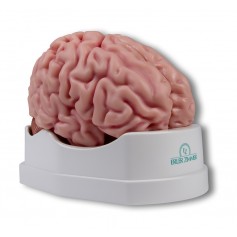 Modèle anatomique de cerveau, grandeur nature, 5 parties - EZ Augmented Anatomy