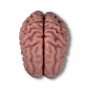 Modèle anatomique de cerveau, grandeur nature, 5 parties - EZ Augmented Anatomy