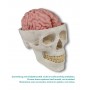 Modèle anatomique de cerveau, grandeur nature, 5 parties - EZ Augmented Anatomy