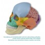 Modèle anatomique de cerveau, grandeur nature, 5 parties - EZ Augmented Anatomy