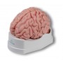 Modèle anatomique de cerveau, grandeur nature, 5 parties - EZ Augmented Anatomy