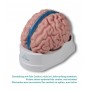 Modèle anatomique de cerveau, grandeur nature, 5 parties - EZ Augmented Anatomy