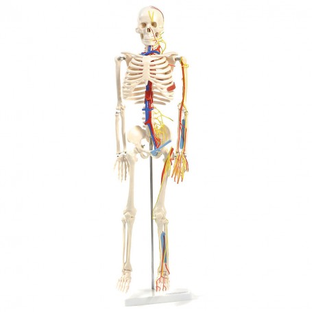 Squelette anatomique avec nerfs et vaisseaux