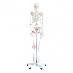 Squelette anatomique avec colonne vertébrale flexible