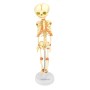 Modèle de squelette fœtal