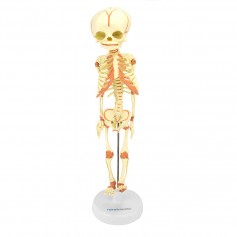 Squelette fœtal