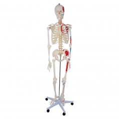 Squelette humain taille réelle avec muscles peints, sur support