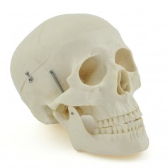 Crâne humain blanc 3 pièces