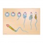 Modèle de développement du sperme