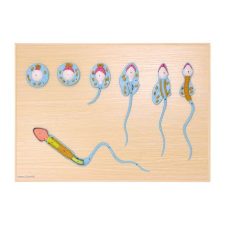 Modèle de développement du sperme