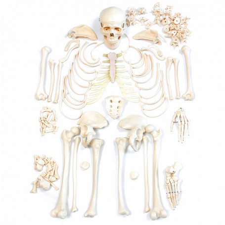 Squelette humain démonté