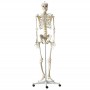 Squelette humain de taille réelle