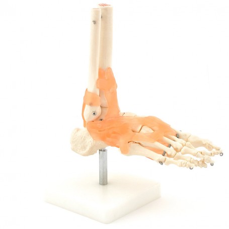 Squelette de pied avec ligaments