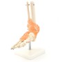 Squelette de pied avec ligaments
