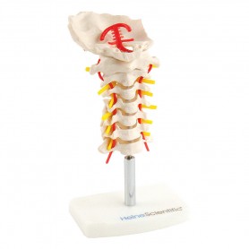 Modèle anatomie de colonne cervicale