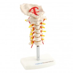 Modèle anatomie de colonne cervicale