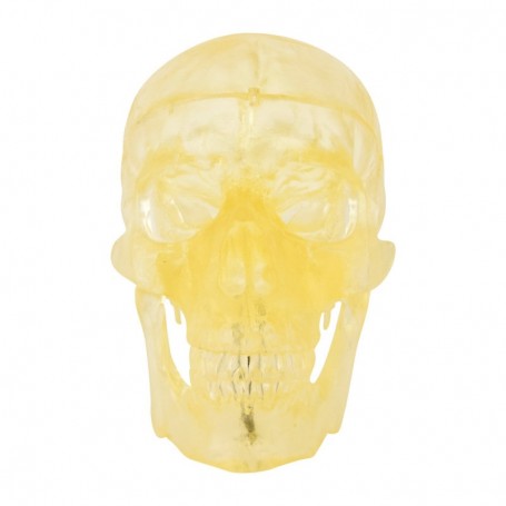 Crâne anatomique transparent