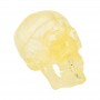 Crâne anatomique transparent
