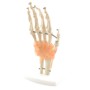 Squelette de la main anatomique avec ligaments
