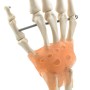 Squelette de la main anatomique avec ligaments