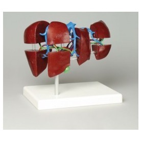 Anatomie du foie segmentation