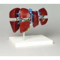 Anatomie du foie segmentation