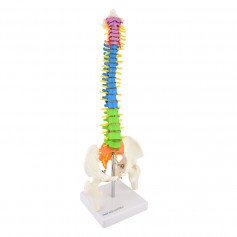 Colonne vertébrale colorées miniature didactique