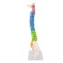 Colonne vertébrale colorées miniature didactique