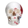 Crâne anatomique avec peint muscles