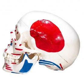 Crâne  anatomique avec peint muscles
