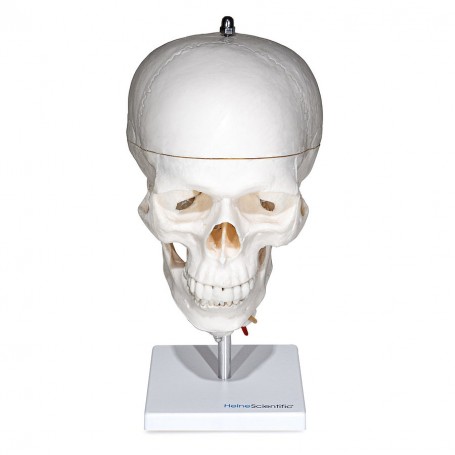 Crâne sur colonne vertébrale en 3 parties