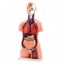 Torse humain taille réelle en 40 partie