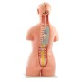 Torse humain taille réelle en 40 partie