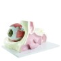 Maquette de musculature oculaire