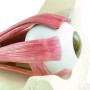 Maquette de musculature oculaire
