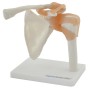 Articulation Anatomique de l'Épaule avec Ligaments